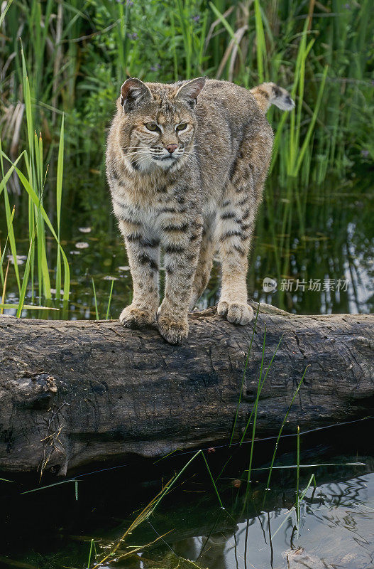 山猫(Lynx rufus)，也被称为红山猫，是一种中型猫，原产于北美。它的分布范围从加拿大南部到美国大部分地区，再到墨西哥的瓦哈卡州。蒙大拿东冰川。站在水里的圆木上。